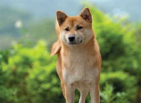 shiba inu photography